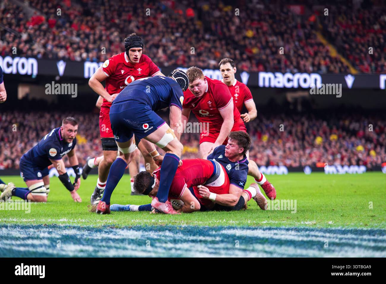 Cardiff, UK, 21st February 2026 Wales flanker Alex Mann drives forward ...