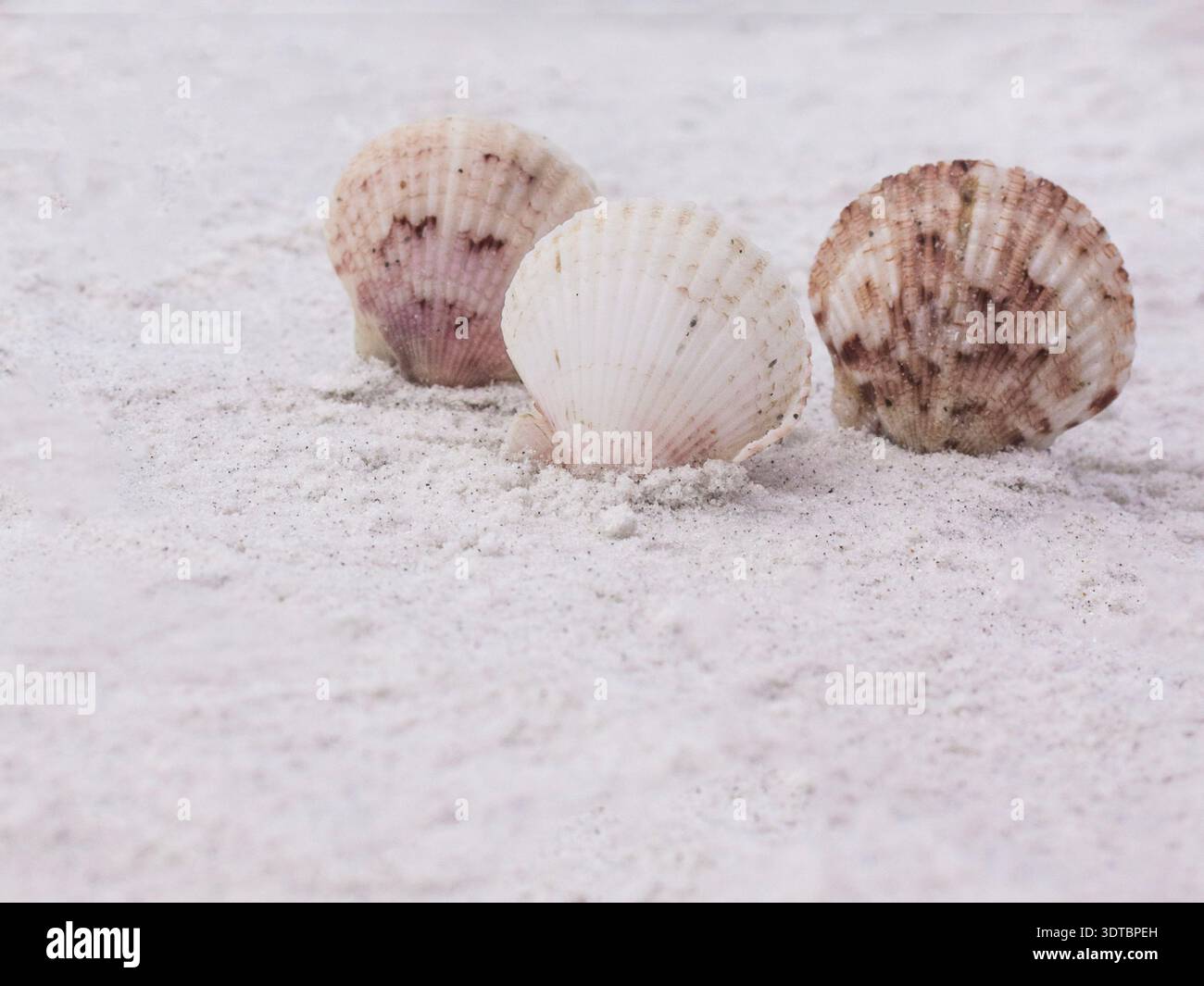 Neutral Seashells on the Sand Copy Space Stock Photo