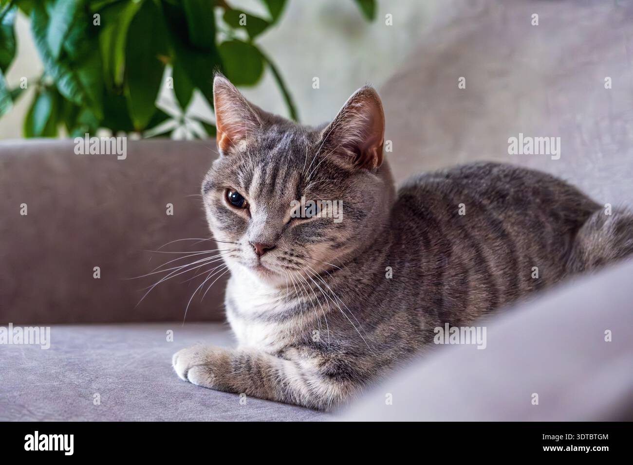 Relaxed Gray Cat Lounging on a Sofa Stock Photo