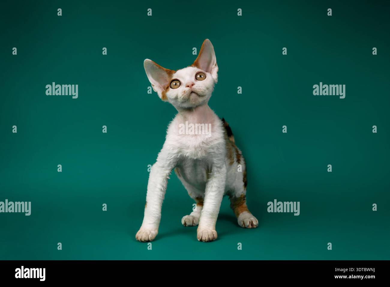 Curious White and Tortoiseshell Devon Rex Kitten on Green Background Stock Photo