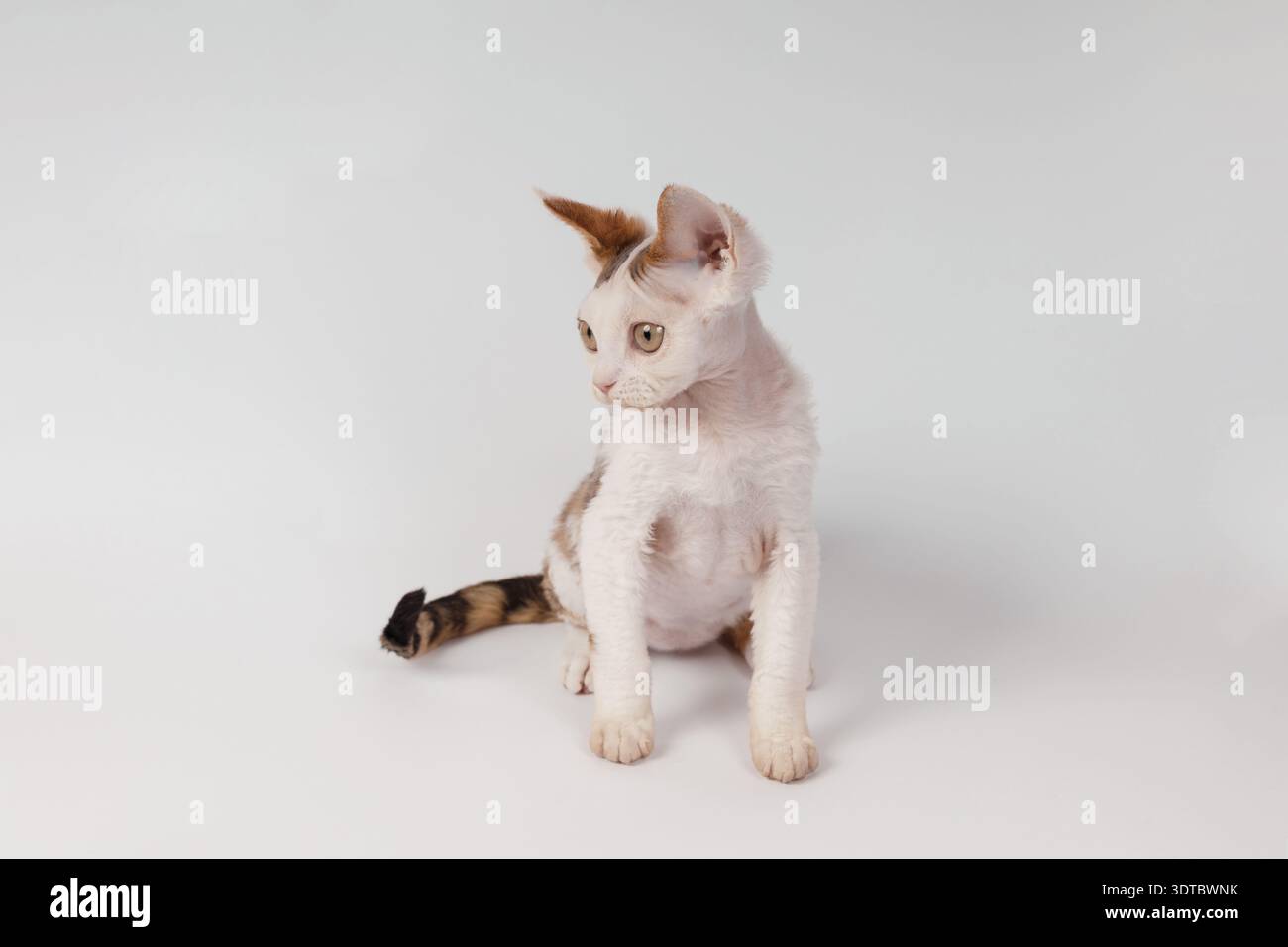 Cute Devon Rex Kitten Sitting and Looking Away on White Background Stock Photo