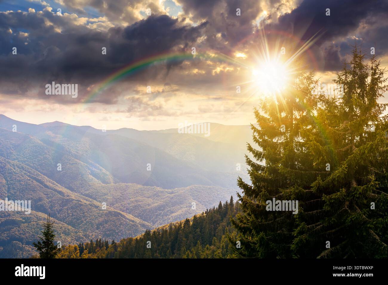 virgin coniferous forest in mountains at sunset. beautiful spruce trees on a steep slopes in weathered grass in autumn in evening light. alpine scener Stock Photo