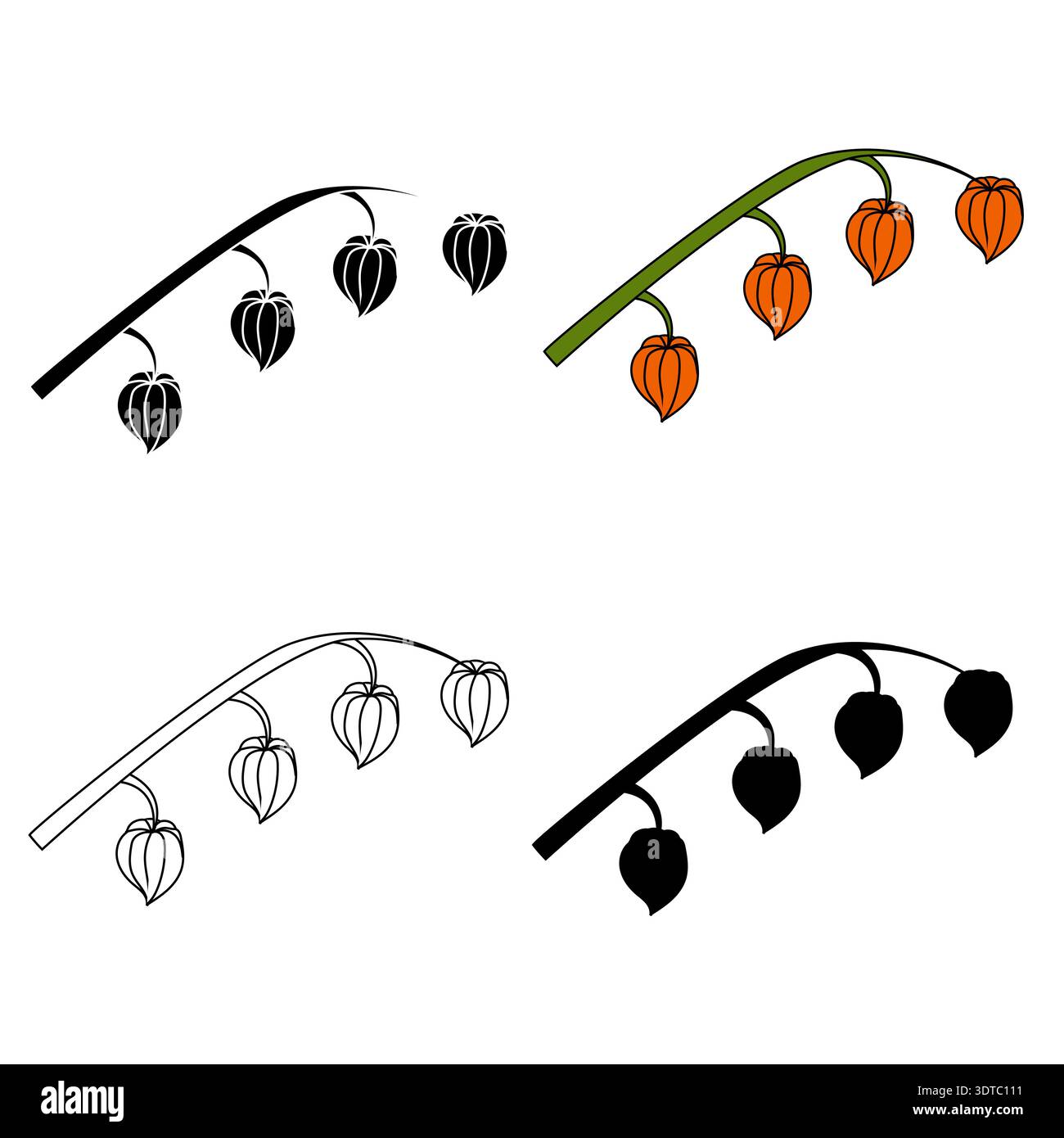 Physalis branches in various styles. Vector illustration isolated on white background. Stock Vector