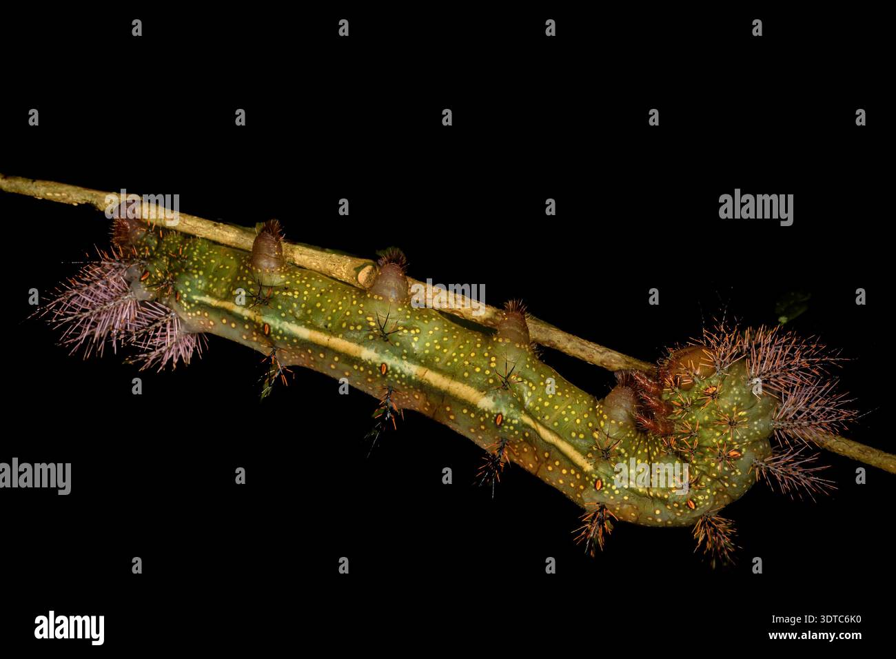 Caterpillar of Bullseye moths. , Automeris sp. Saturniidae, Bosqueo de ...