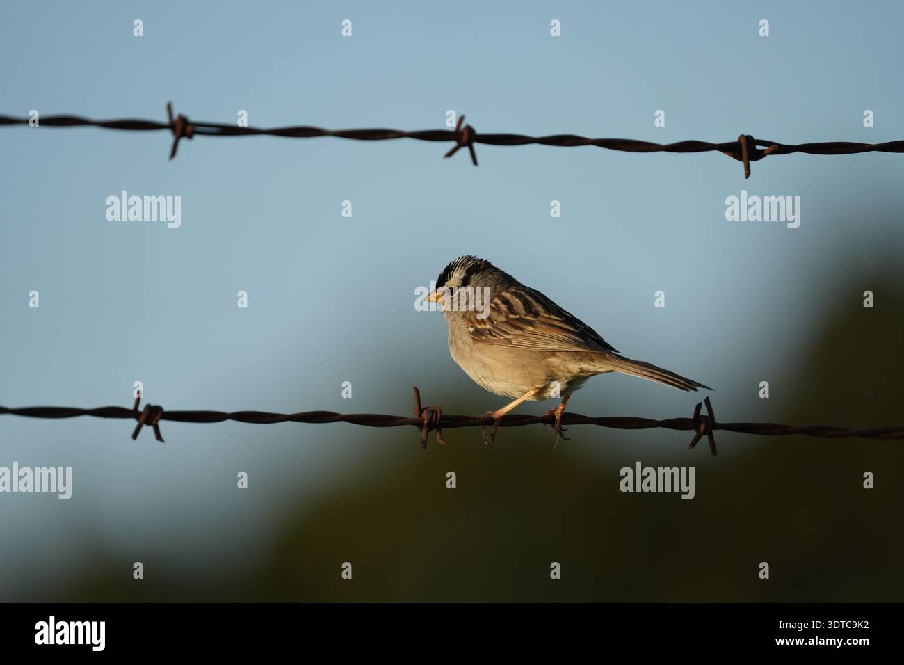 A white crowned sparrow perched on barbed wire. Stock Photo