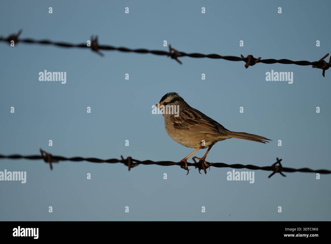 A white crowned sparrow perched on barbed wire. Stock Photo