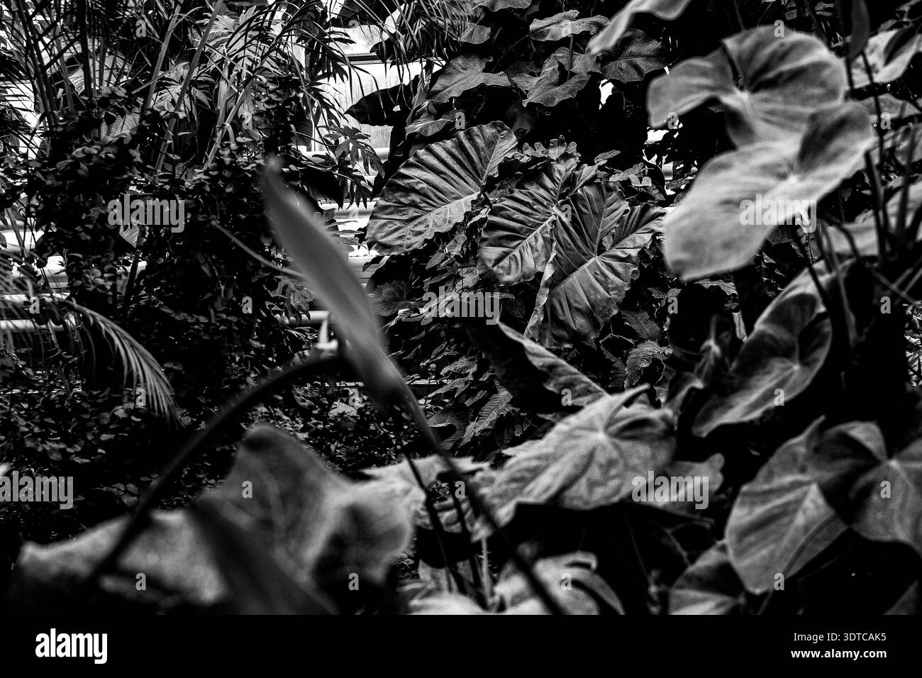 Botanical lifestyle background Black and White Stock Photos & Images ...