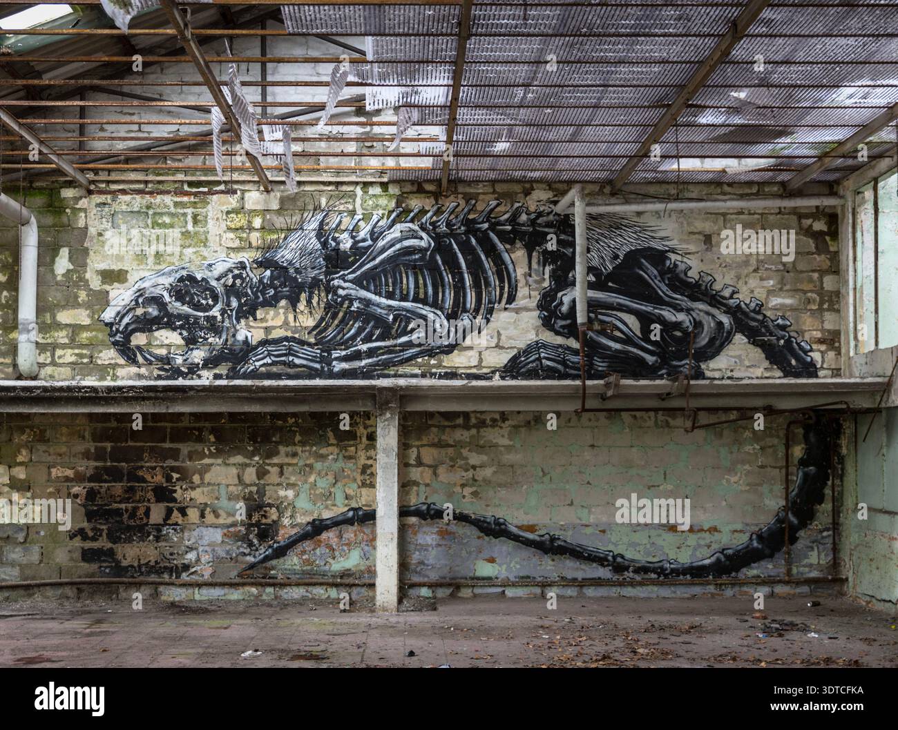 Roden Skeleton Animal skeleton graffiti hi-res stock photography and images - Alamy
