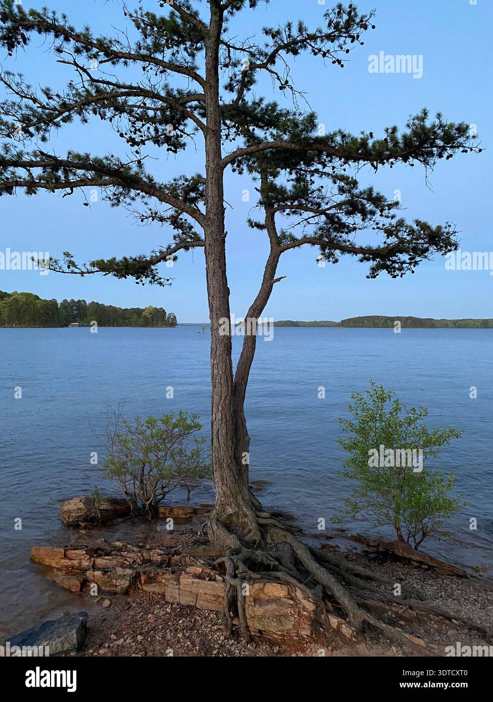 Lone pine tree standing tall on a lake Shoreline surviving years of erosion. - Smartphone Captured Stock Image