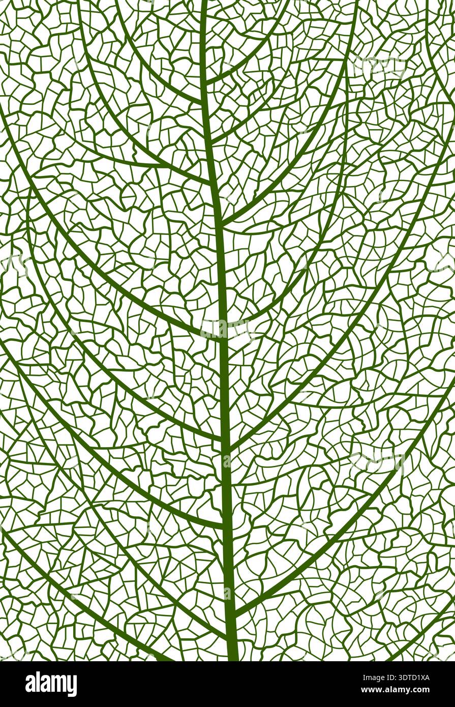 Closeup green tree leaf veins pattern, background Stock Vector