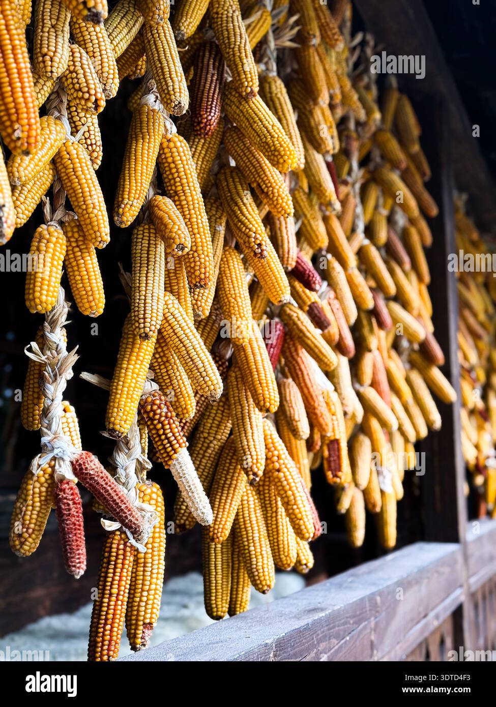 Dried corn cobs hanging on a traditional building Stock Photo