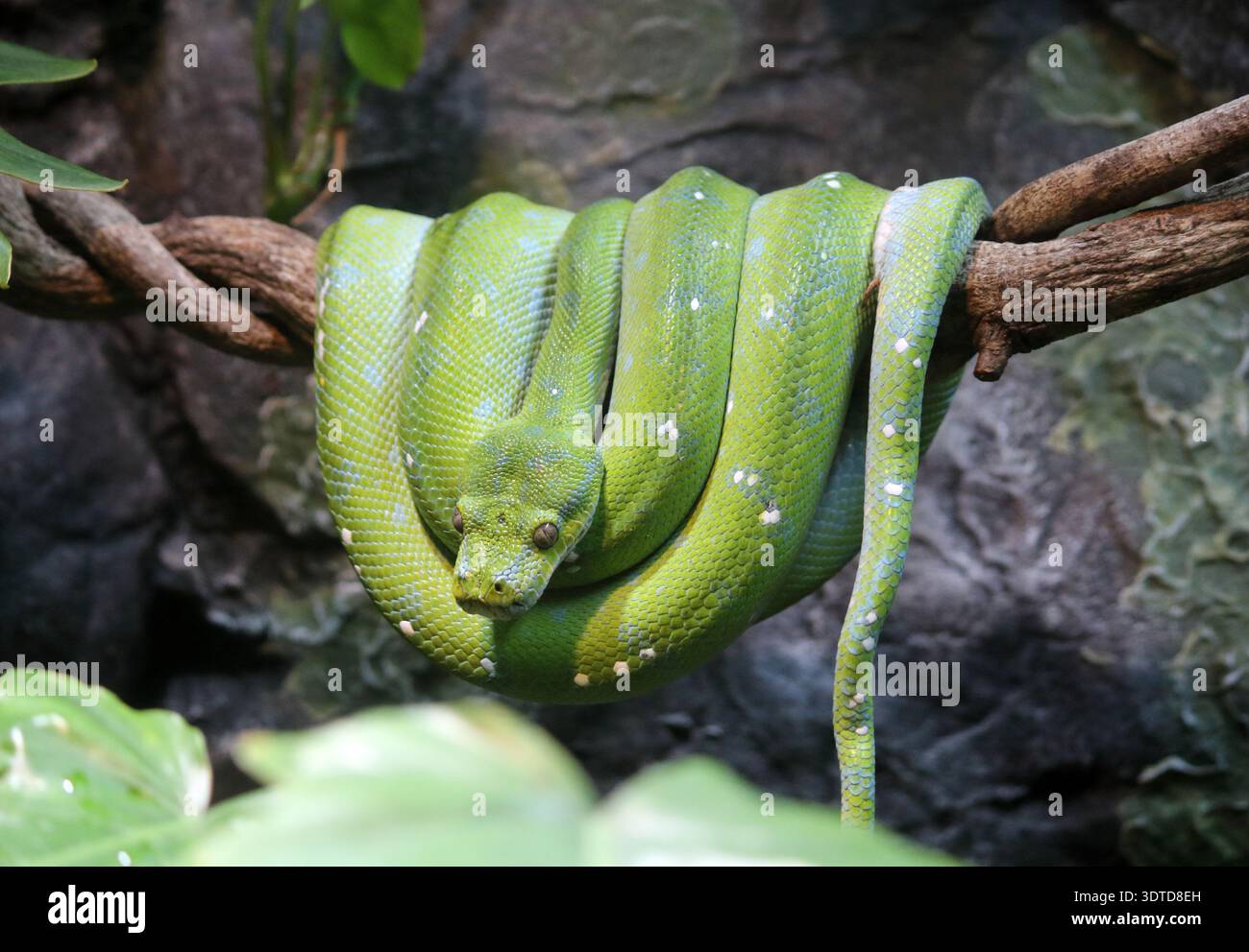 Green snake wrapped around a tree branch Stock Photo