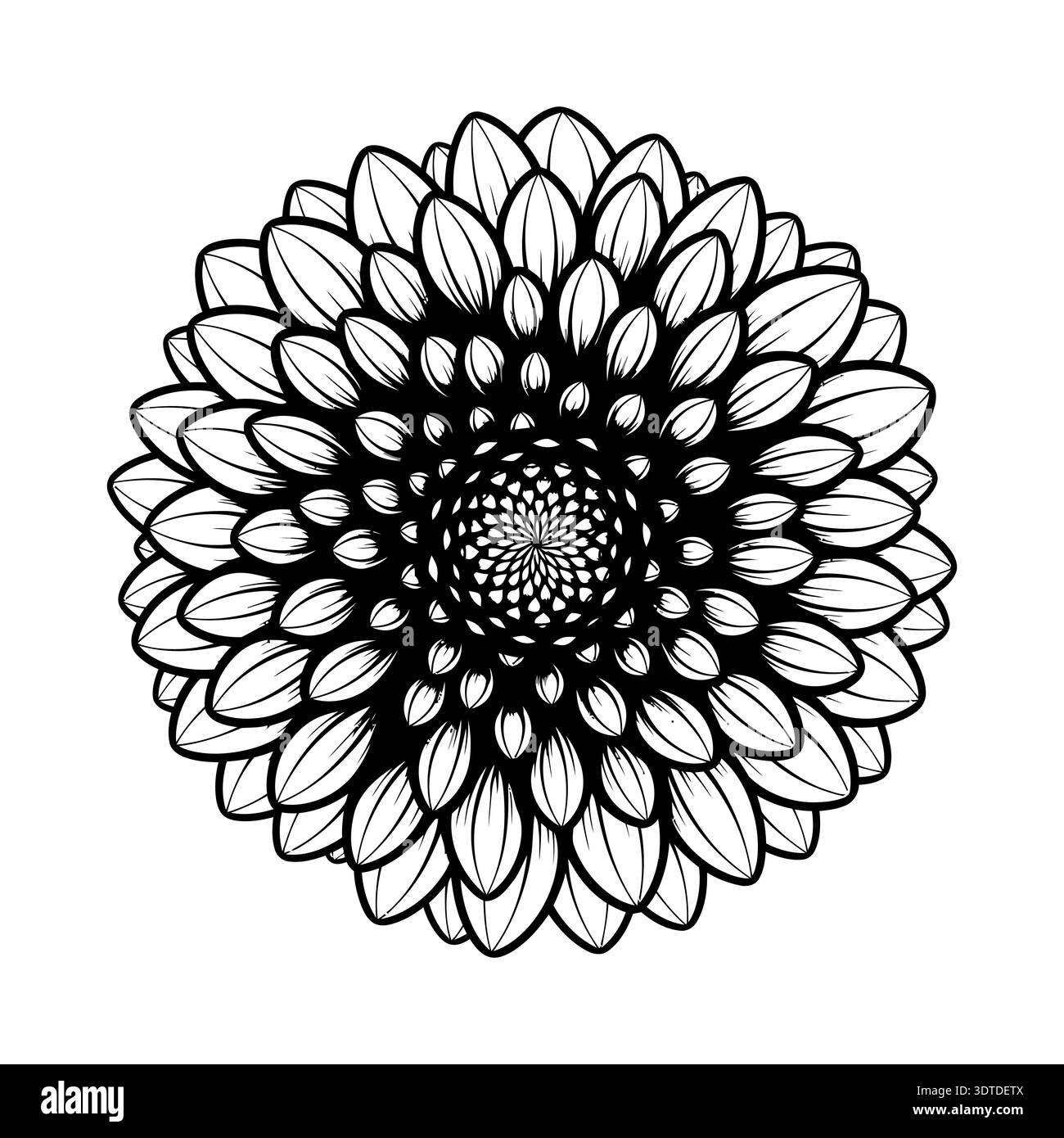 Black and white dahlia flower line art vector botanical illustration ...