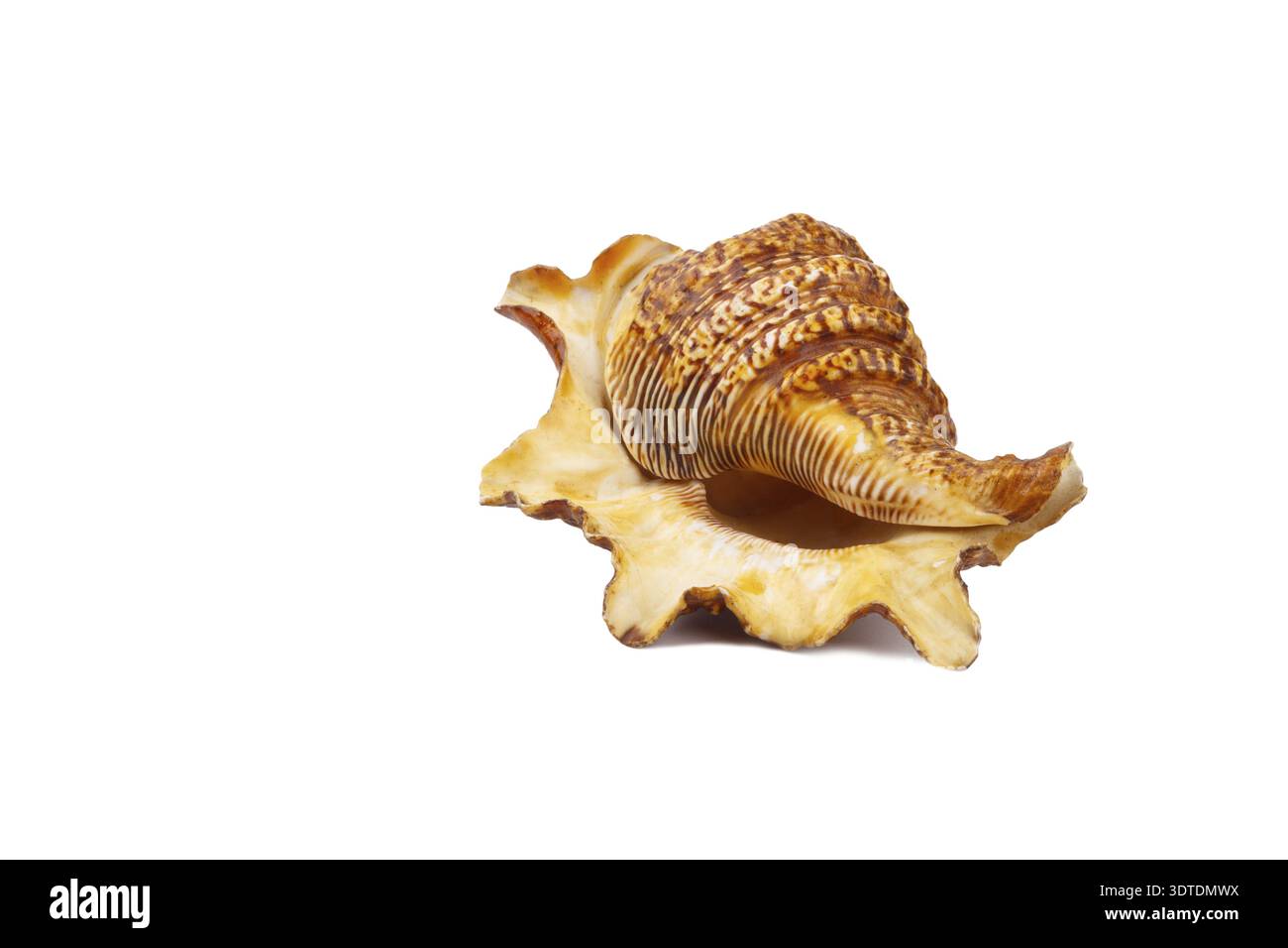 Sea shell isolated on white Stock Photo