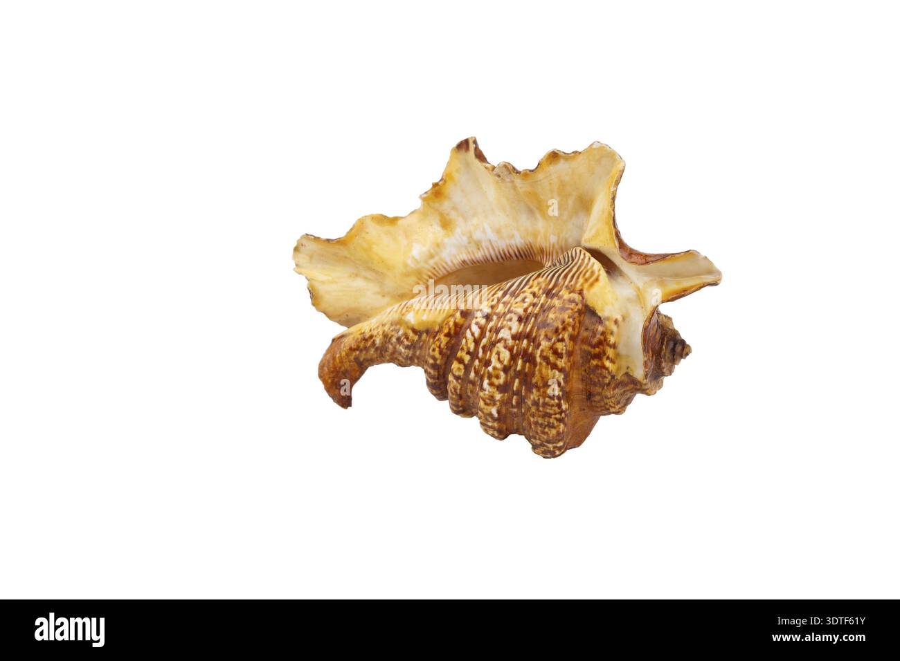 Sea shell isolated on white Stock Photo
