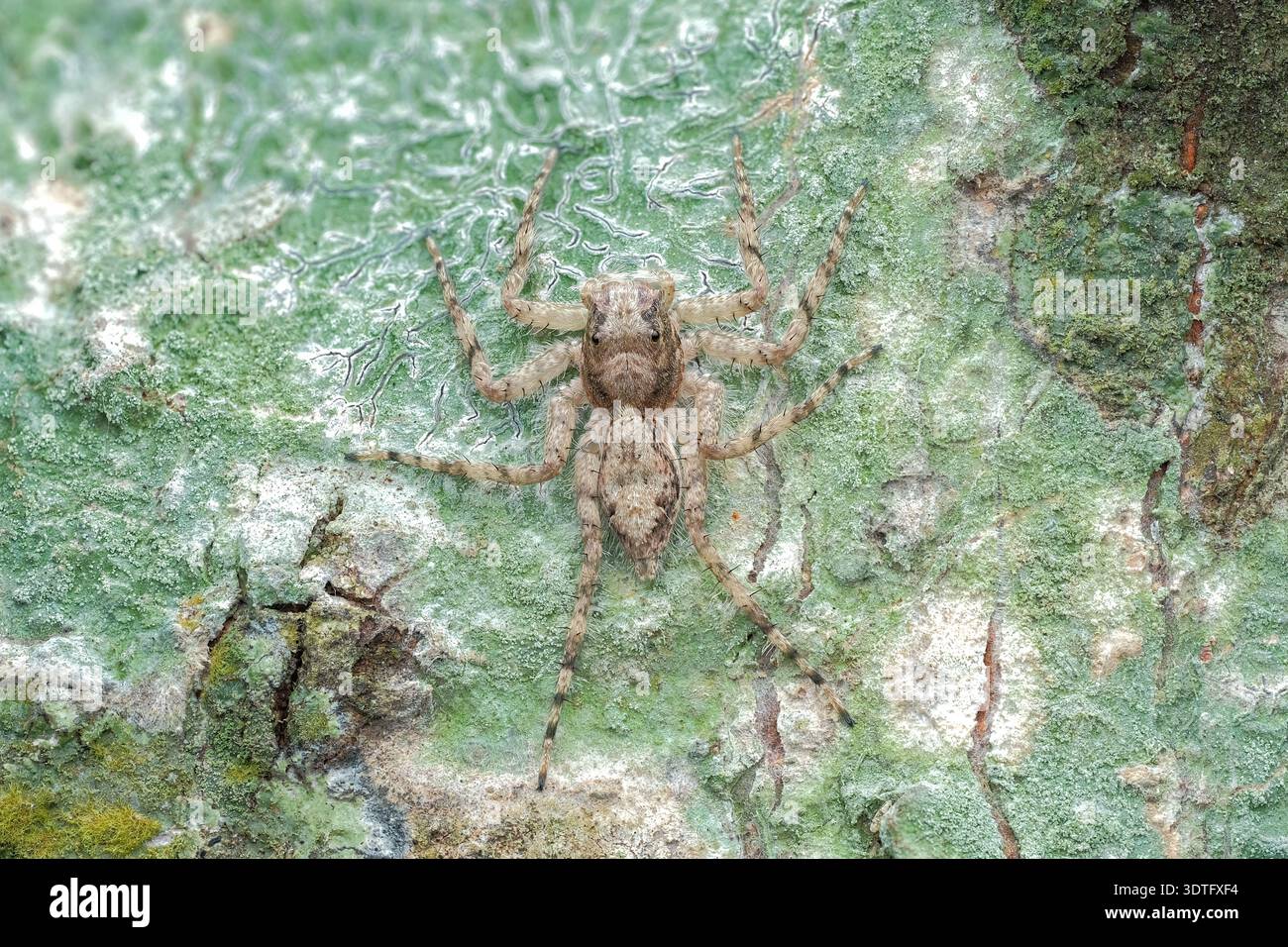 Extreme macro dorsal view of a Phaeacius jumping spider displaying its ...