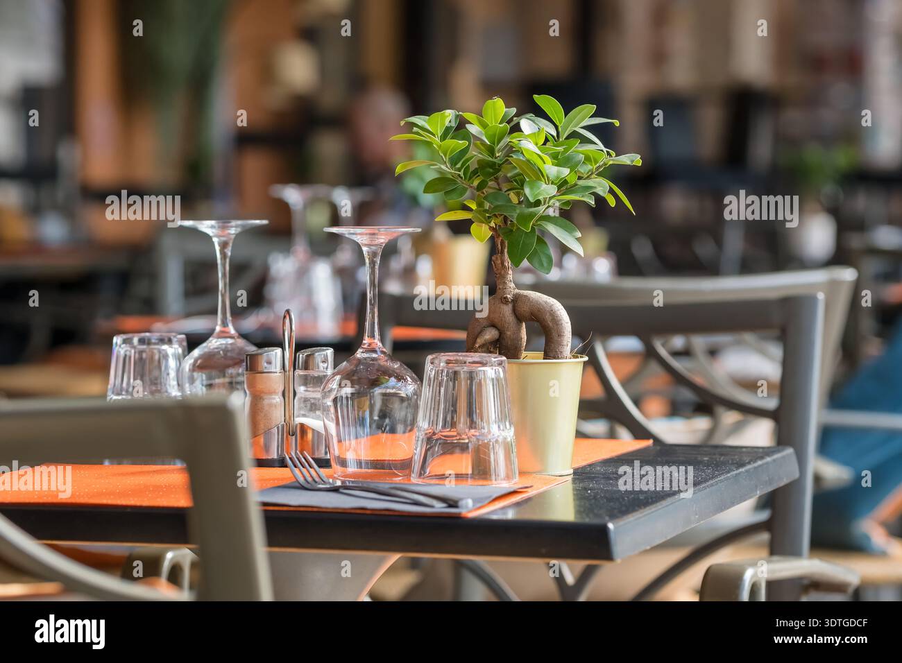 Bonsai cafe hi-res stock photography and images - Alamy