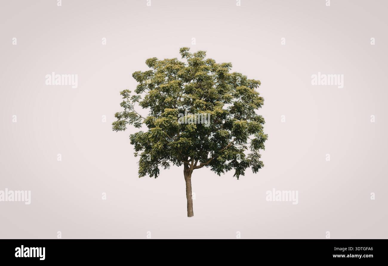 A small tree with a thin trunk and green leaves on a white background ...