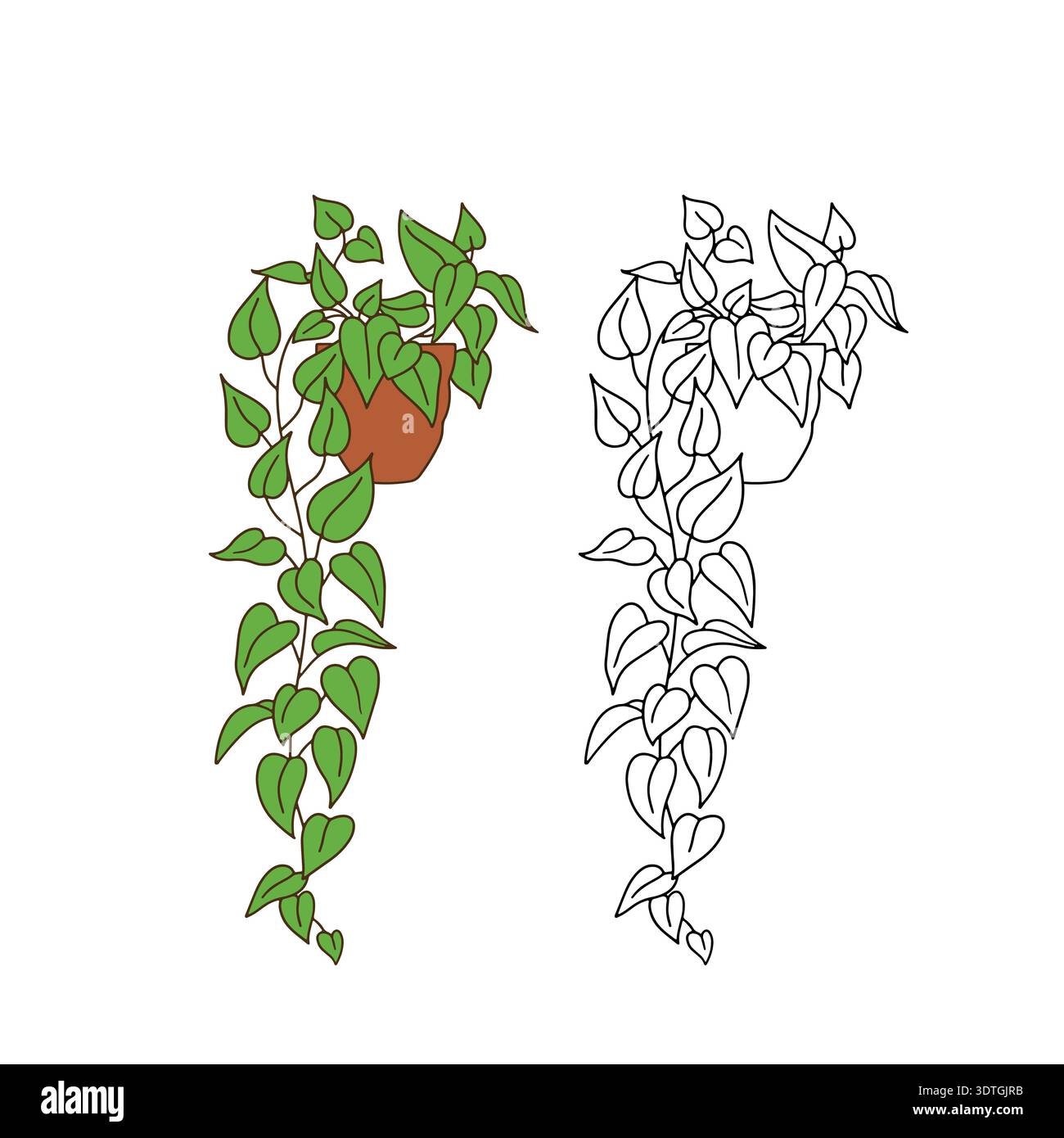 Golden pothos plant Stock Vector Images - Alamy