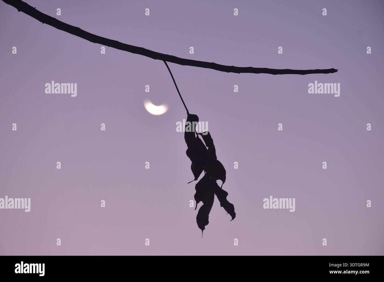 half moon floating on sky with silhouette dry mango leaf background Stock Photo