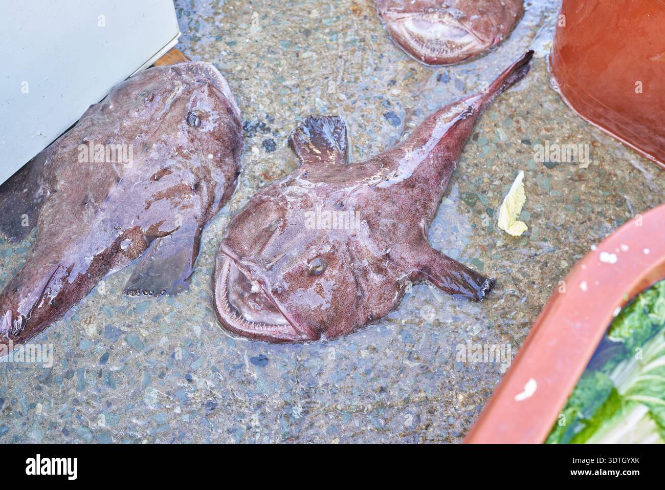 Fresh cod, monkfish, and ray at Oepo Port fish market in Geoje, South ...