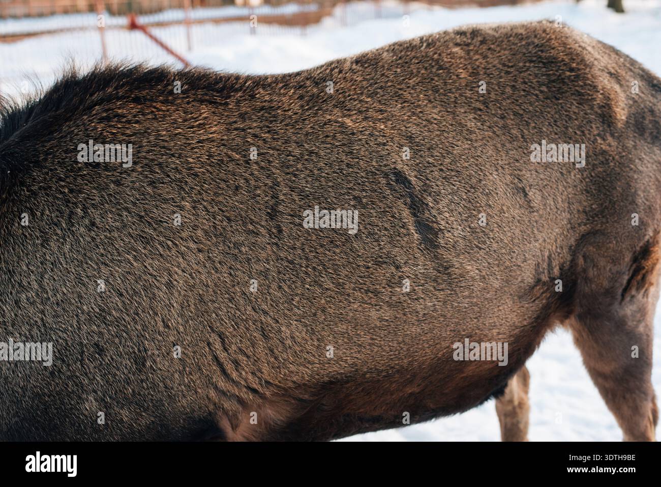 Deer body, fur close up Stock Photo