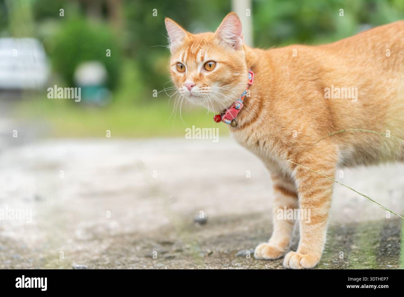 Orange tabby cats hi-res stock photography and images - Alamy