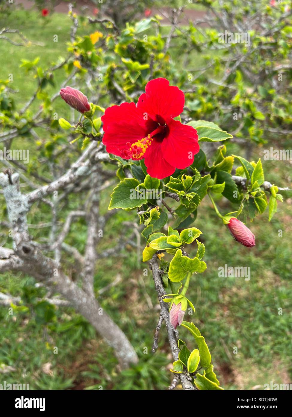 Close-up view of a vivid red hibiscus flower (Hibiscus rosa-sinensis) growing on a leafy tropical shrub in Kauai, Hawaii. The vibrant bloom contrasts - Smartphone Captured Stock Image