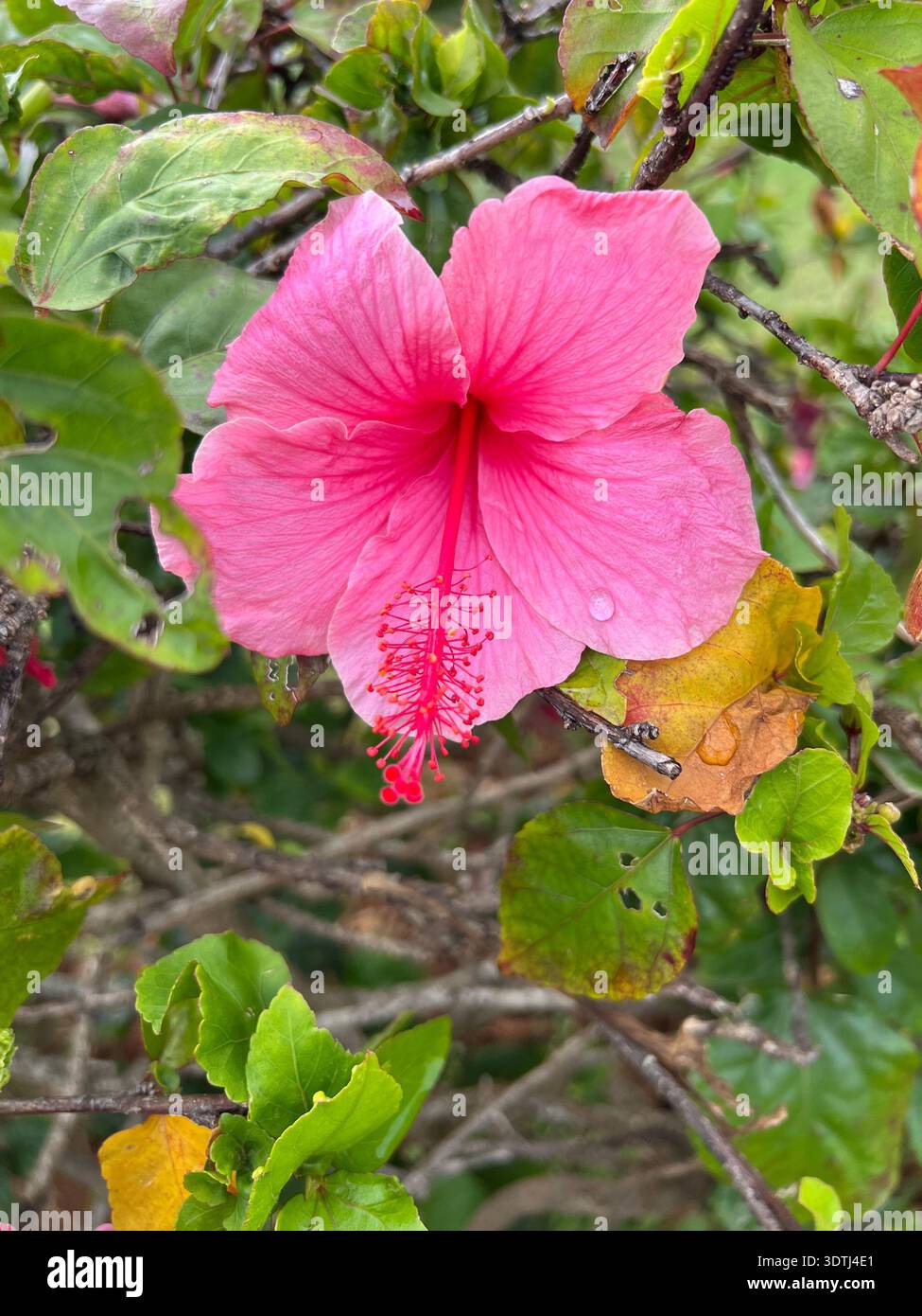 Elegant pink hibiscus flower (Hibiscus rosa-sinensis) photographed in Kauai, Hawaii. The soft pastel petals and prominent stamen create a delicate tro - Smartphone Captured Stock Image