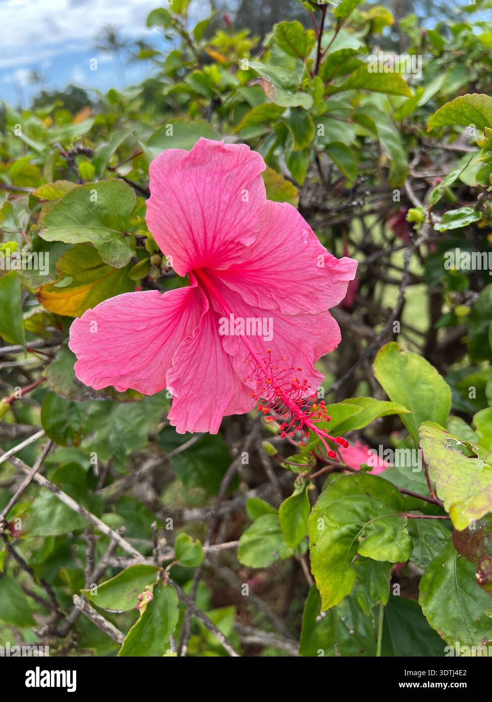 Side-angle composition of a blooming pink hibiscus flower growing naturally on a tropical shrub in Kauai, Hawaii. The perspective emphasizes depth, la - Smartphone Captured Stock Image