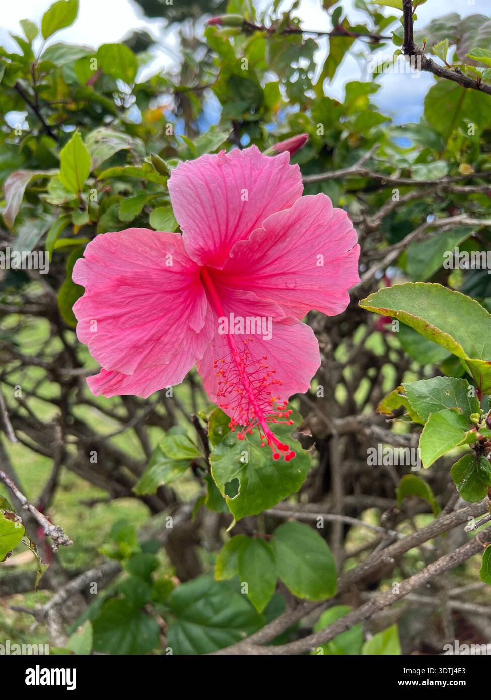 Centered composition of a pink hibiscus flower captured in Kauai, Hawaii. The detailed stamen and radial petal structure create strong visual symmetry - Smartphone Captured Stock Image