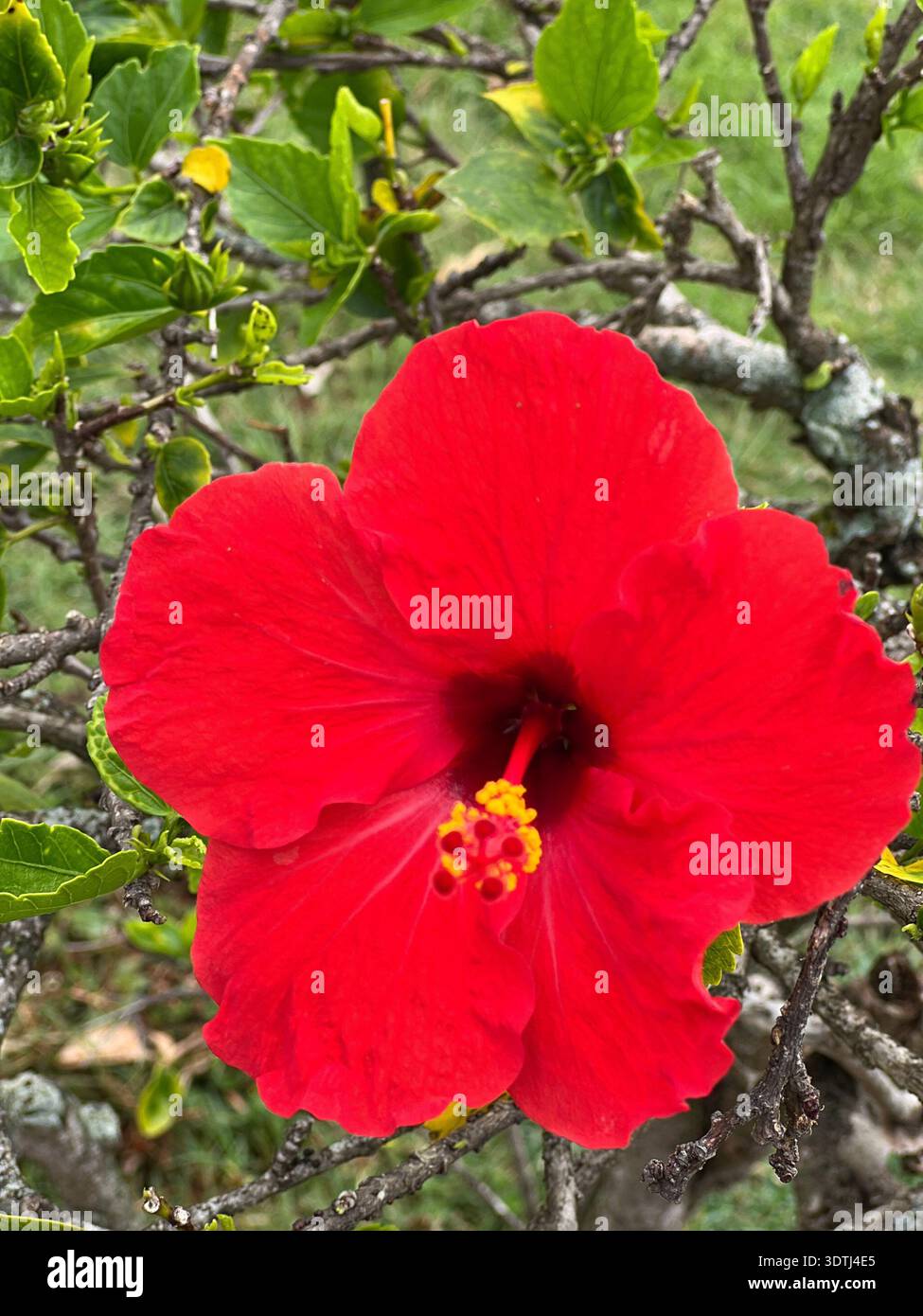 Macro close-up of a vivid red hibiscus flower photographed in Kauai, Hawaii. Fine details of pollen, stamen, and velvety petals are clearly visible, s - Smartphone Captured Stock Image