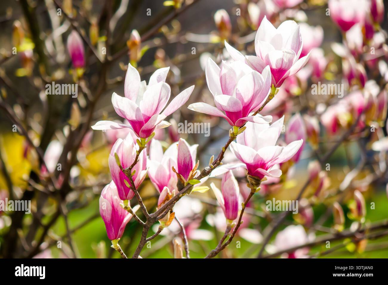 magnolia x soulangeana saucer tree in full bloom. branches of the shrub with big pink flowers. fresh scent of fragrant beauty in early springtime. flo Stock Photo