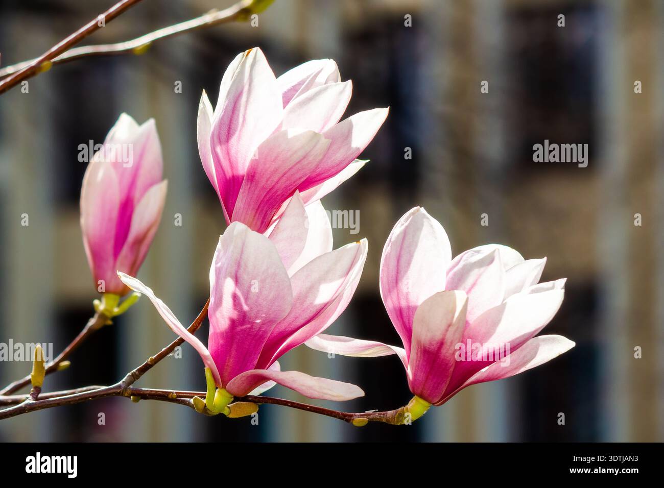 magnolia x soulangeana saucer tree in full bloom. branches of the shrub with big pink flowers. fresh scent of fragrant beauty in early springtime. flo Stock Photo