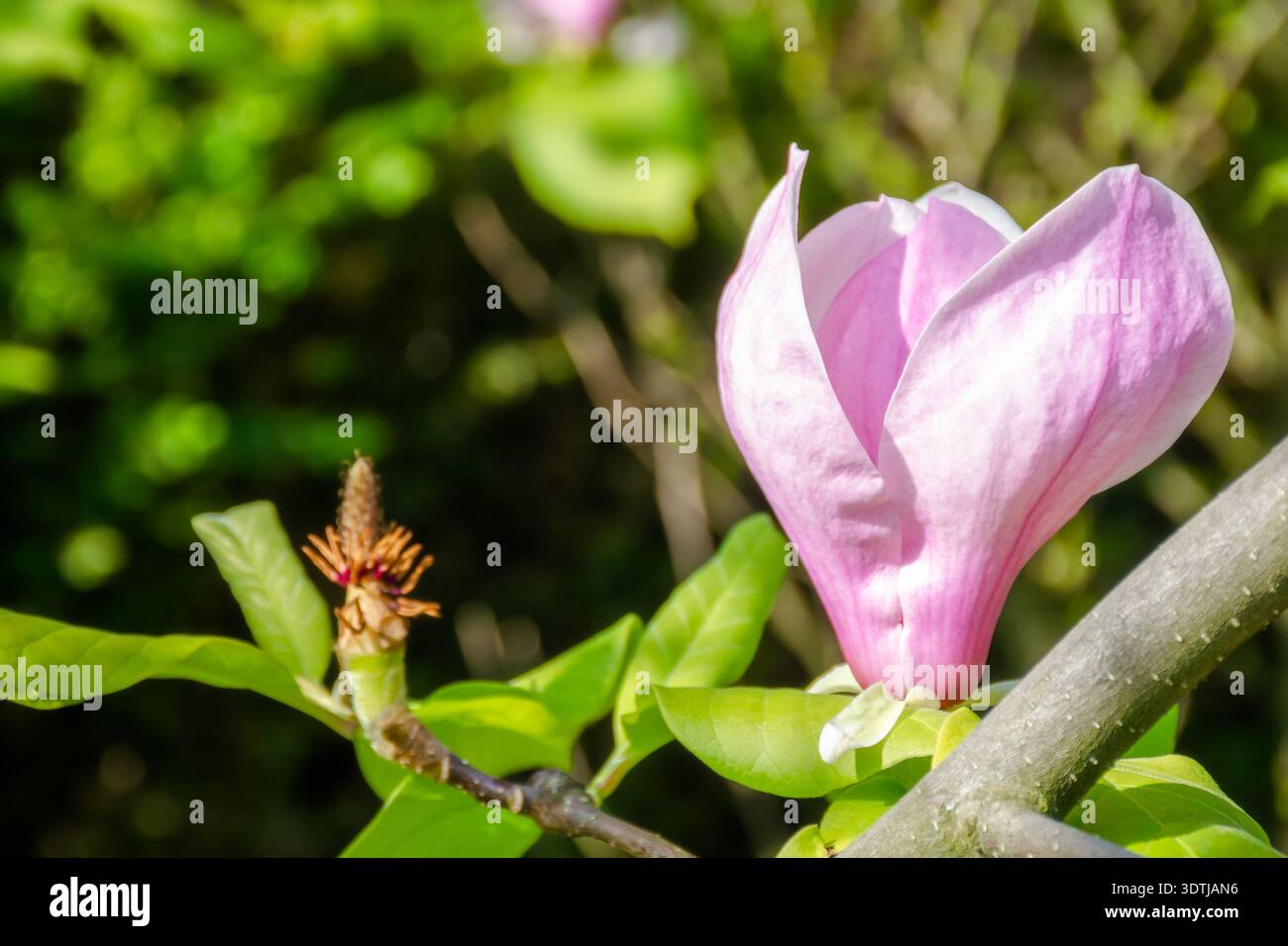 magnolia x soulangeana saucer tree in full bloom. branches of the shrub with big pink flowers. fresh scent of fragrant beauty in early springtime. flo Stock Photo