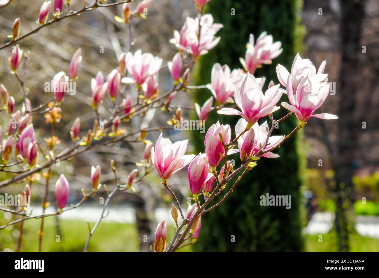 magnolia x soulangeana saucer tree in full bloom. branches of the shrub with big pink flowers. fresh scent of fragrant beauty in early springtime. flo Stock Photo