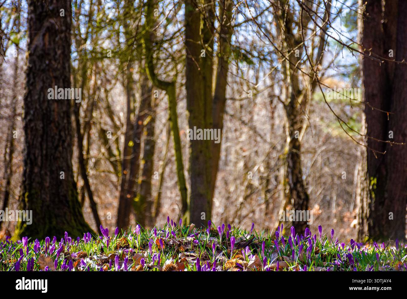 many purple crocus flowers blooming in the forest. nature background of berezynka park in transcarpathia, europe. beautiful landscape in early spring. Stock Photo