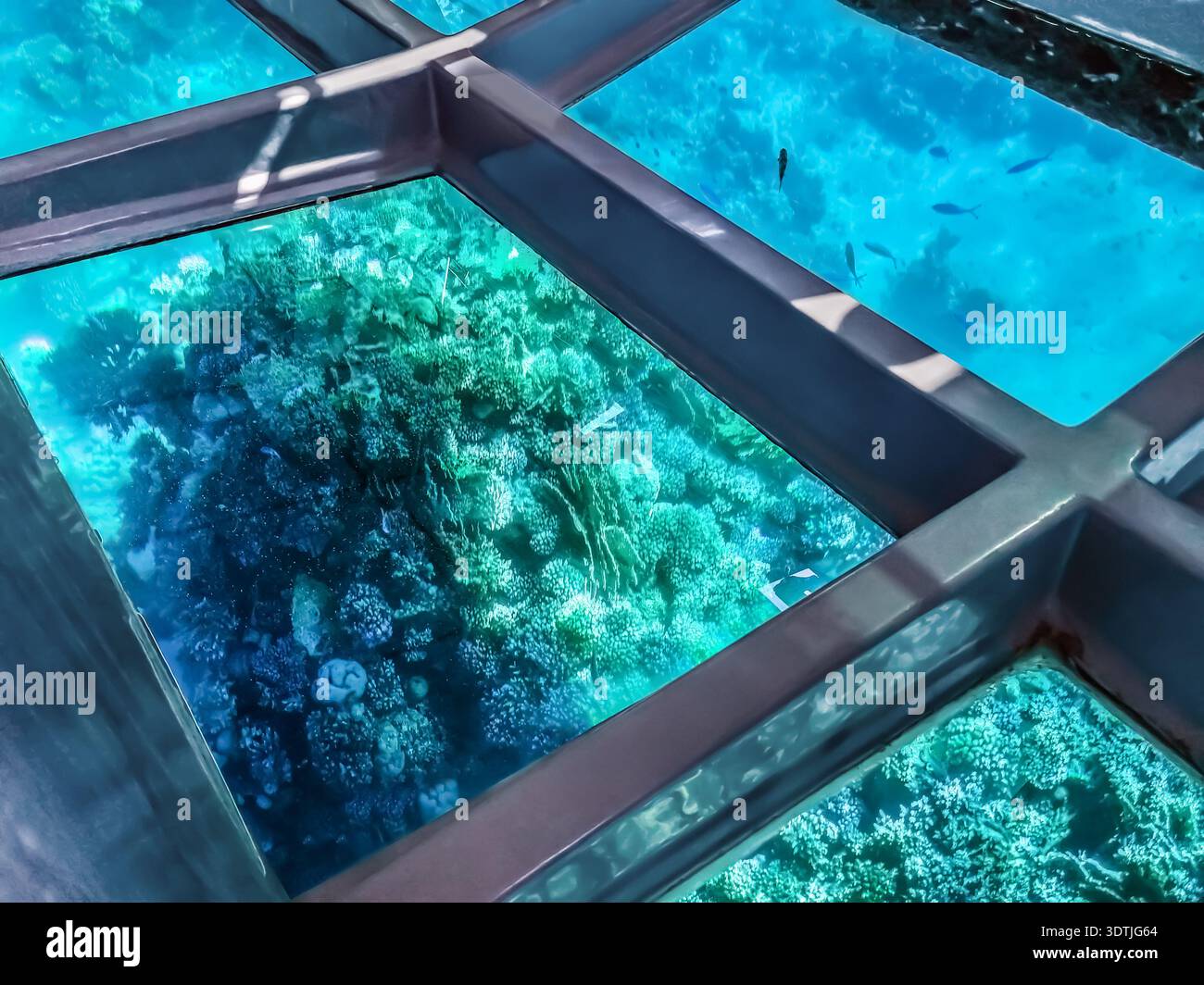 View of the underwater world of the Red Sea through the transparent bottom of a tourist bathyscaphe in Sharm El Sheikh, Egypt. Steel frame with glass - Smartphone Captured Stock Image