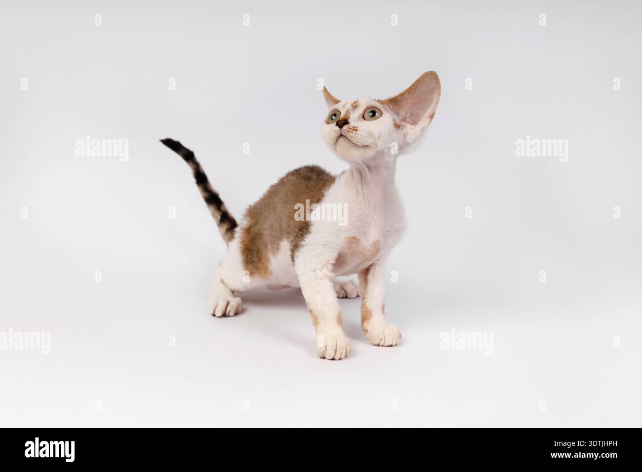 Playful Devon Rex Kitten Looking Up with Interest Stock Photo