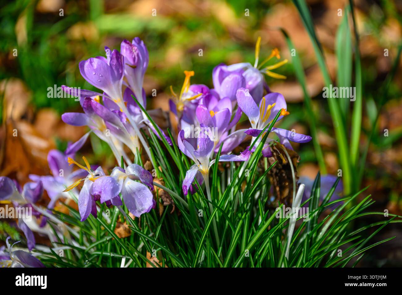 Spring In Exeter Exeter, UK. Signs of spring with early wild flowers in Devon, UK Stock ...