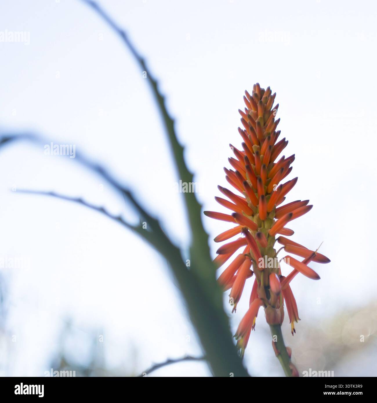 Medicinal plant blossom, Aloe Vera (Aloe barbadensis miller) flowers in a  Mediterranean garden Stock Photo - Alamy
