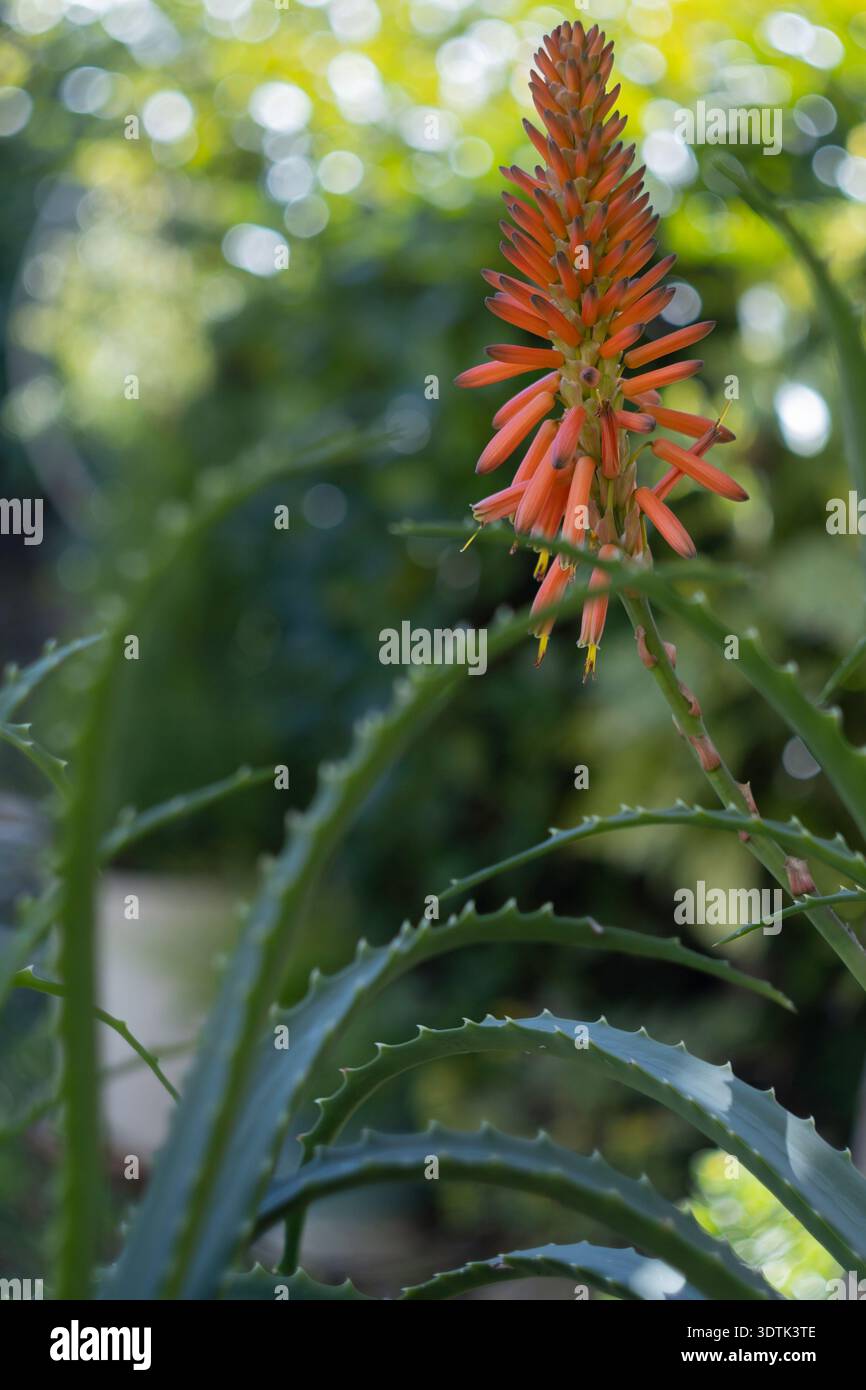 Yellow and orange flowers of Aloe Vera (Aloe barbadensis miller) blooming  on a tall stalk Stock Photo - Alamy