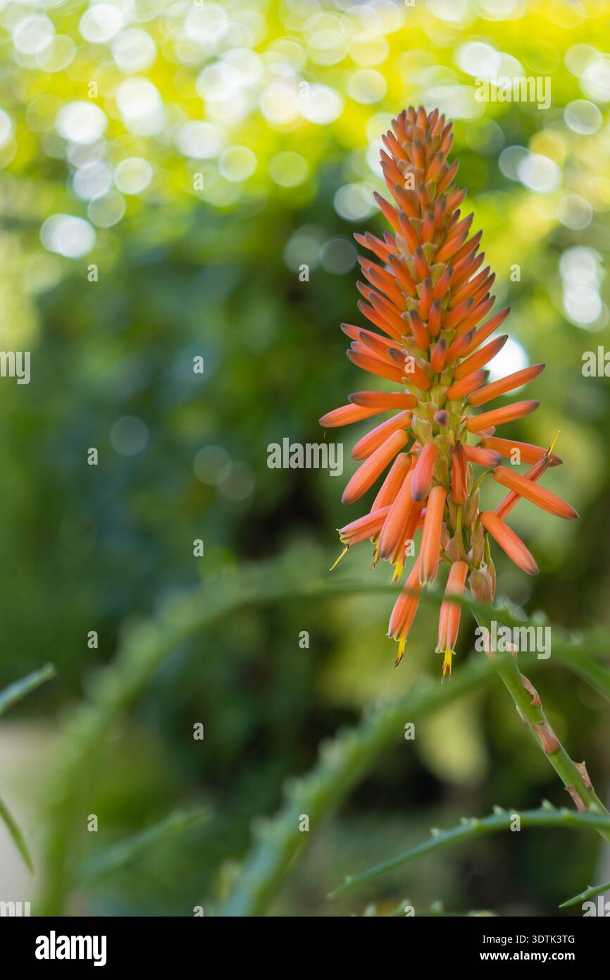 aloe vera färbt sich rot Aloe Vera Splash – Erfrischung für Haut & Haar main image 1