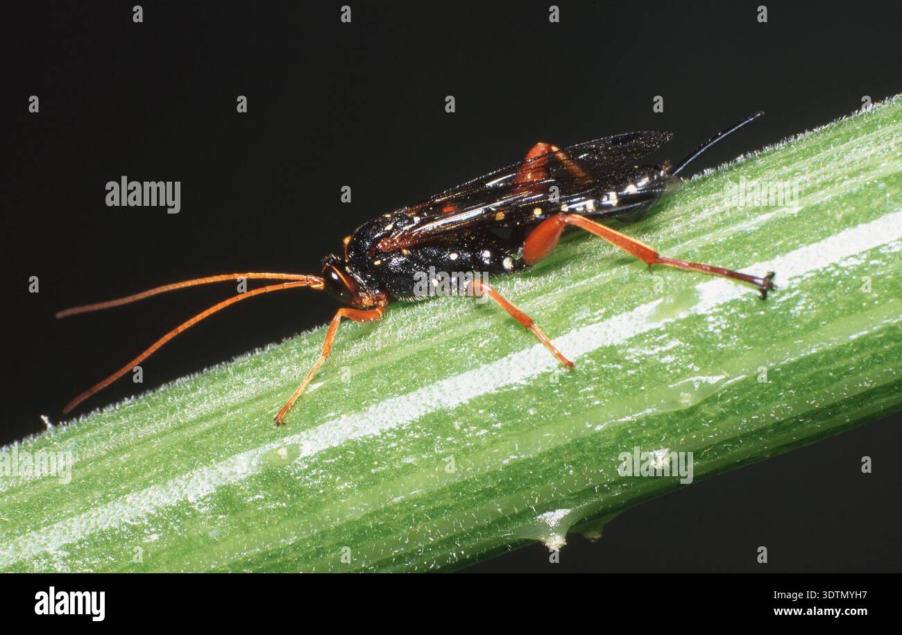 Ichneumon Wasps are parasitoids, meaning they lay their eggs on a host insect, such as a moth caterpillar or lawn grub. Stock Photo