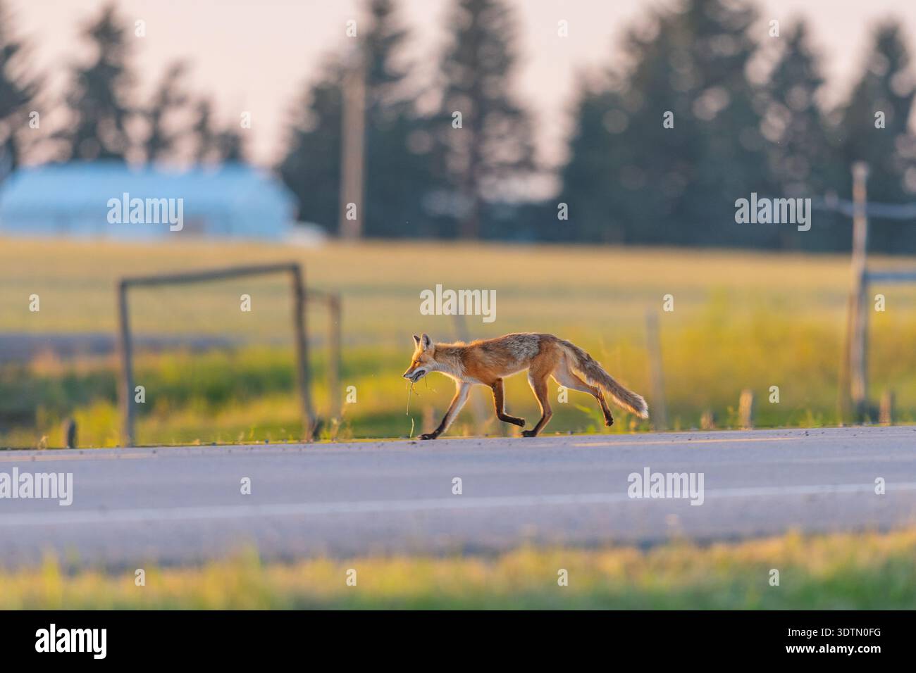 Wild Red Fox running down the side of the road, Alberta Canada Stock ...