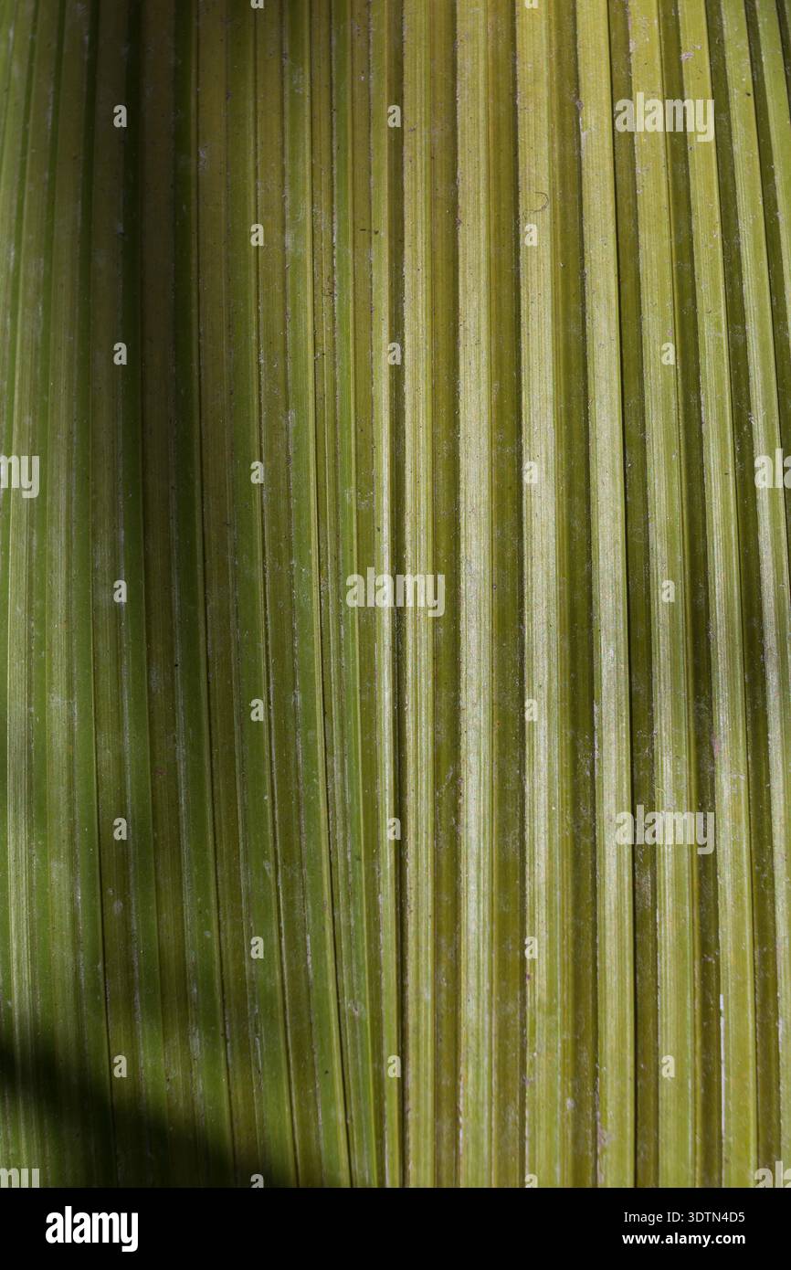 Growing Texture Plant texture study hi-res stock photography and images - Alamy
