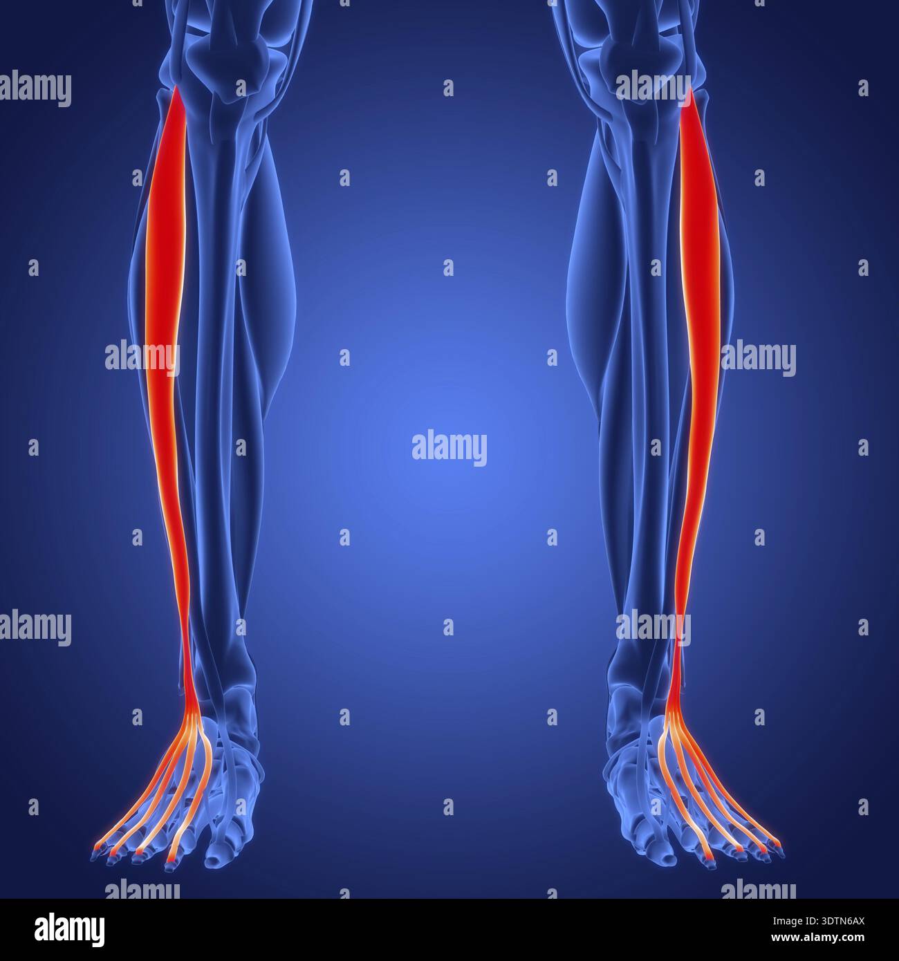 Extensor System 3D Illustration Concept of Human Muscular System Leg Muscles Extensor ...