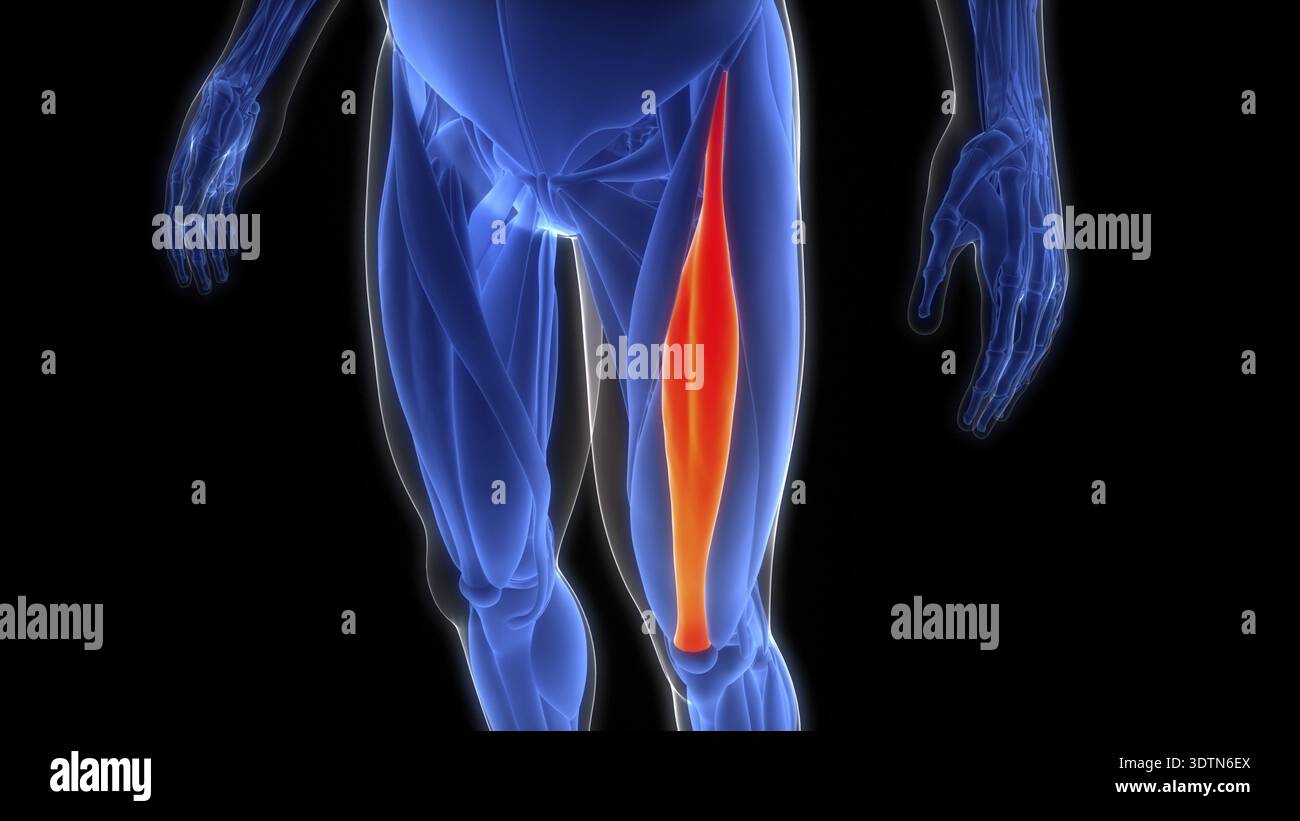 3D Illustration Concept of Human Muscular System Leg Muscles Rectus ...