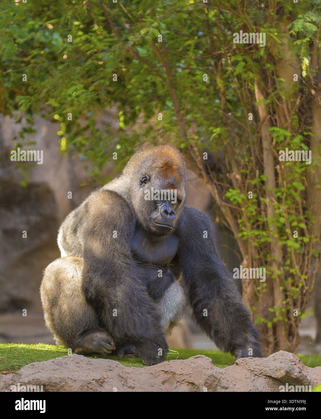 Sitting silverback Gorilla portrait Congo Africa Stock Photo - Alamy