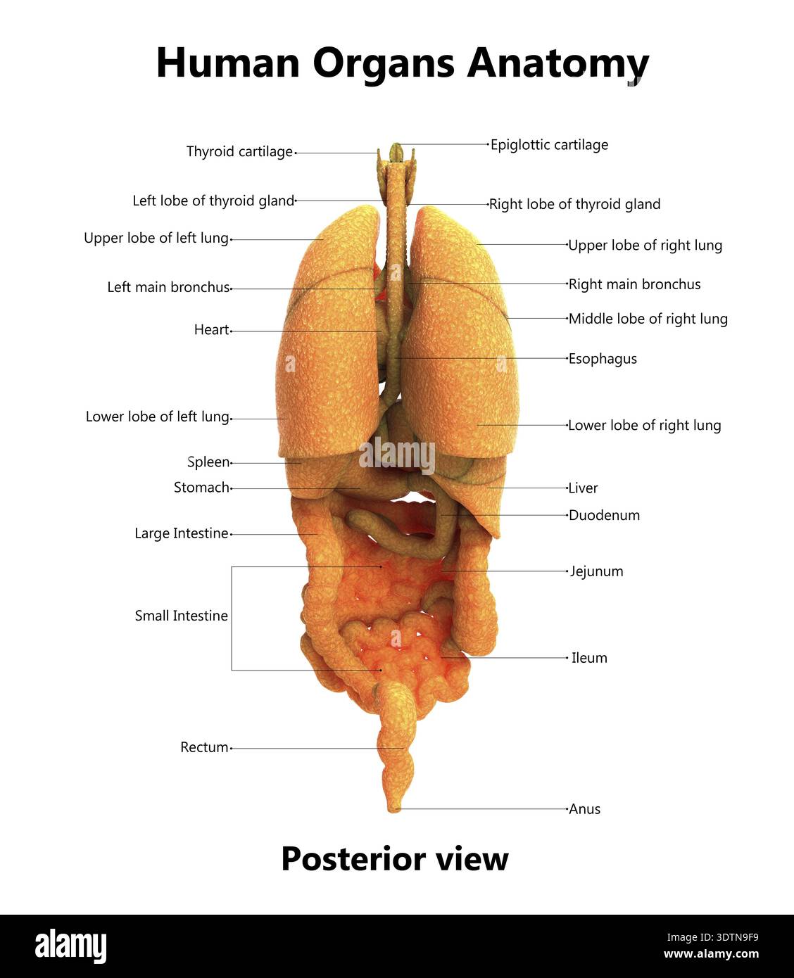 Label Organs 3D Illustration Concept of Human Complete Internal Organ System ...